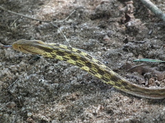 Thamnodynastes pallidus