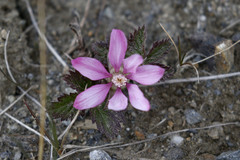 Rubus arcticus acaulis