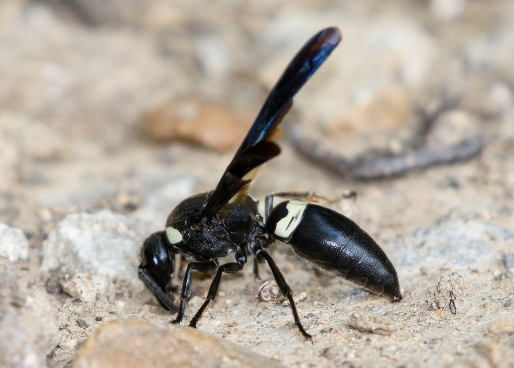 White-Striped Black Mason Wasp
