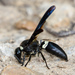 Four-toothed Mason Wasp - Photo (c) Tracey Fandre, some rights reserved (CC BY-NC-ND), uploaded by Tracey Fandre