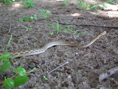 Thamnodynastes pallidus