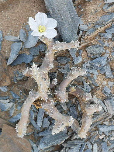 Monsonia multifida
