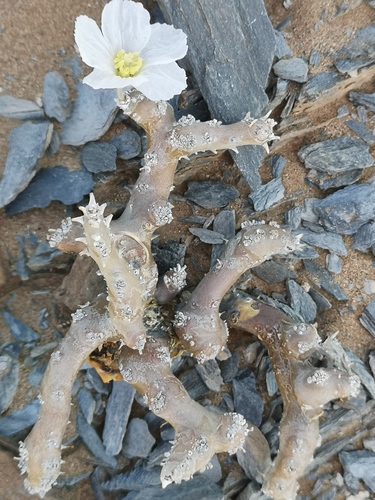 Monsonia multifida