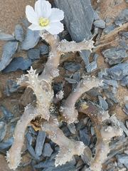 Monsonia multifida