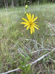 Silphium asteriscus latifolium