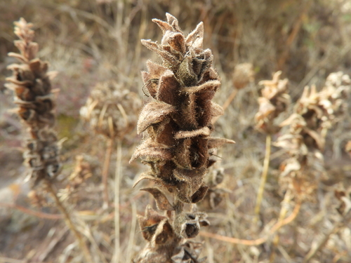 Bartsia trixago image