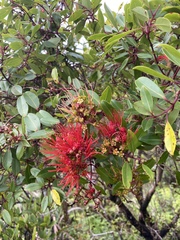 Metrosideros tremuloides