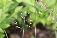 Piptatheropsis canadensis