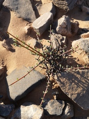 Portulacaria fruticulosa