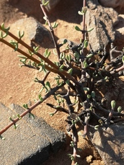 Portulacaria fruticulosa