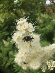 Brachyleptura brevis