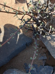 Portulacaria fruticulosa