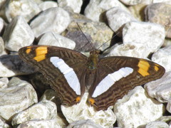 Adelpha naxia