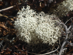 Cladonia stellaris image
