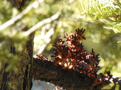 Arceuthobium vaginatum