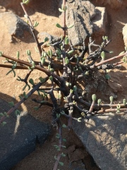 Portulacaria fruticulosa