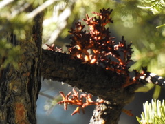 Arceuthobium vaginatum