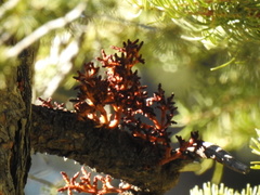 Arceuthobium vaginatum