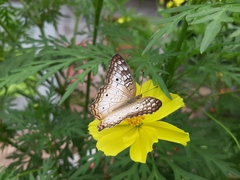 Anartia jatrophae