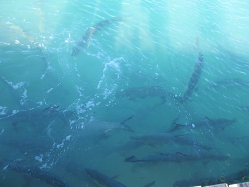 Megalops atlanticus
