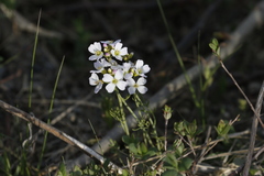 Cardamine polemonioides