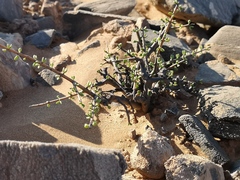 Portulacaria fruticulosa