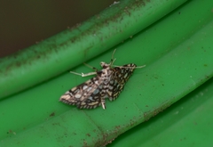 Lygropia rivulalis
