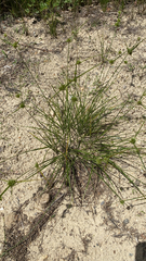 Cyperus lupulinus