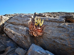 Aloe gariepensis