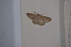 Melanolophia signataria