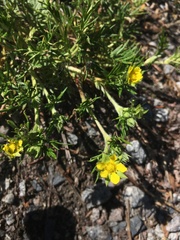 Potentilla bimundorum