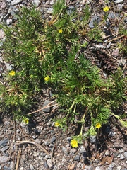 Potentilla bimundorum