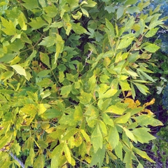 Levisticum officinale