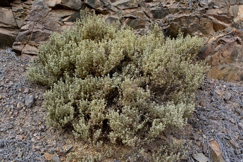 Atriplex clivicola · iNaturalist