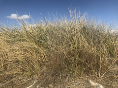 Pseudoschoenus inanis