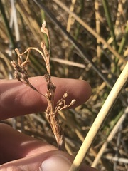 Pseudoschoenus inanis