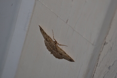 Melanolophia signataria