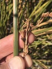 Pseudoschoenus inanis