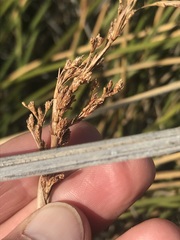 Pseudoschoenus inanis