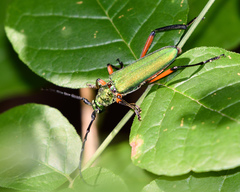 Plinthocoelium suaveolens