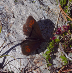 Erebia epiphron