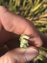 Pseudoschoenus inanis