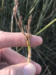 Pseudoschoenus inanis