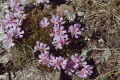 Androsace laggeri
