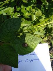 Leptinotarsa decemlineata