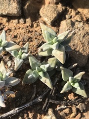 Crassula deltoidea