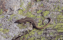 Iberolacerta bonnali