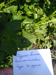 Leptinotarsa decemlineata