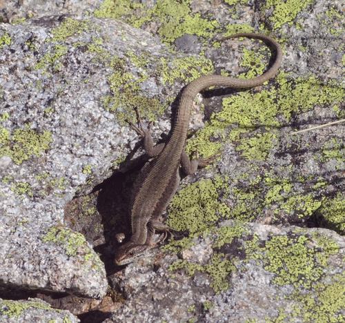 Pyrenean Rock Lizard
