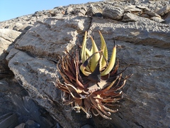 Aloe gariepensis